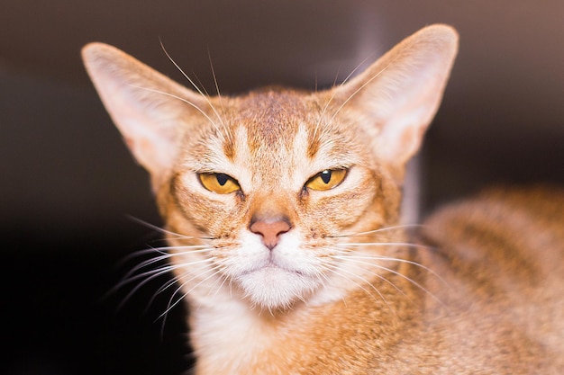 Retrato de primer plano de gato abisinio