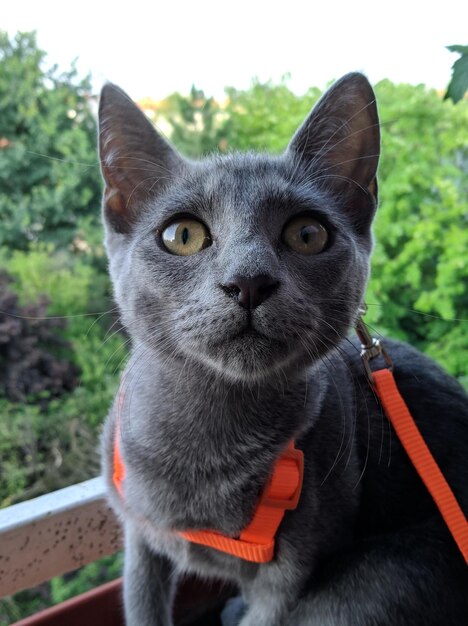 Foto retrato en primer plano de un gato azul ruso