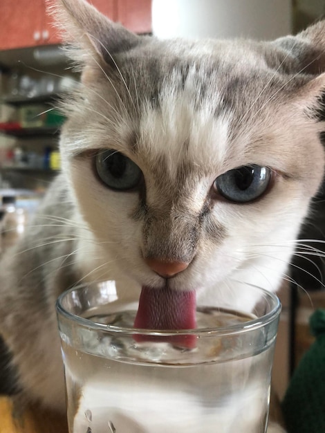 Foto retrato en primer plano de un gato bebiendo un vaso