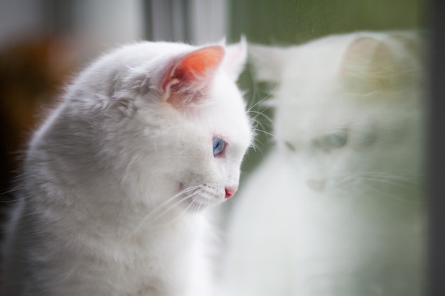 Retrato de primer plano de un gato blanco esponjoso con ojos azules