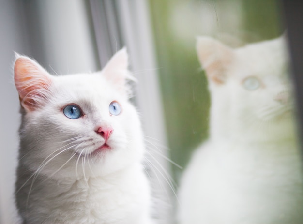 Retrato de primer plano de un gato blanco esponjoso con ojos azules