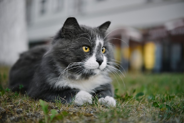 Retrato de primer plano de gato blanco-gris con ojos amarillos tumbado en la hierba al aire libre.