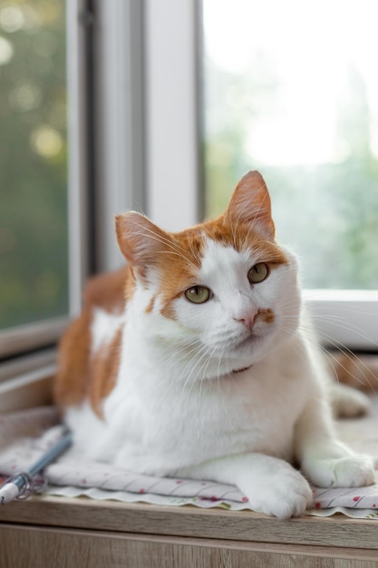 Foto retrato de un primer plano de gato blanco-rojo. un gato doméstico bien alimentado está sentado cerca de la ventana.