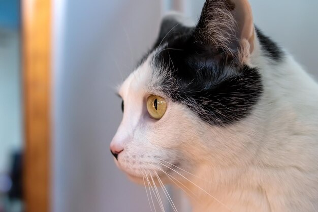 Retrato de primer plano de gato blanco sorprendido en casa