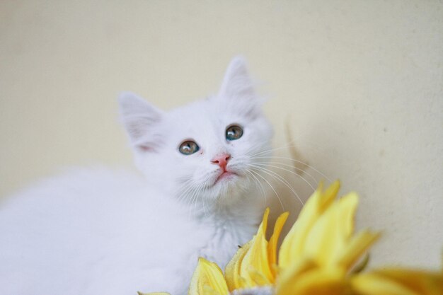 Foto retrato en primer plano de un gato blanco