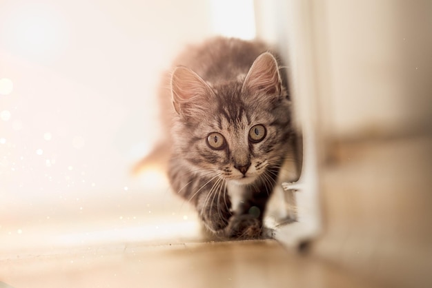 Retrato en primer plano de un gato caminando por el suelo
