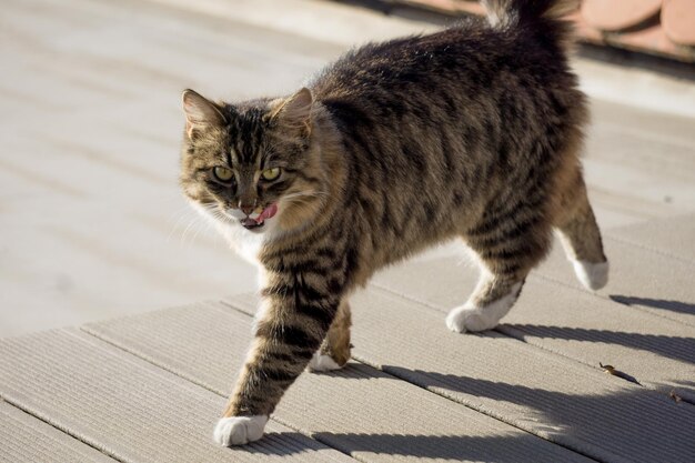 Retrato en primer plano de un gato caminando