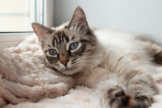 Foto retrato en primer plano de un gato en casa