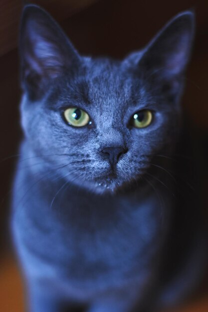 Foto retrato en primer plano de un gato en casa