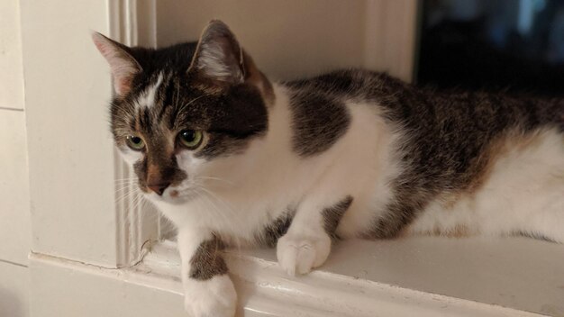 Retrato en primer plano de un gato en casa