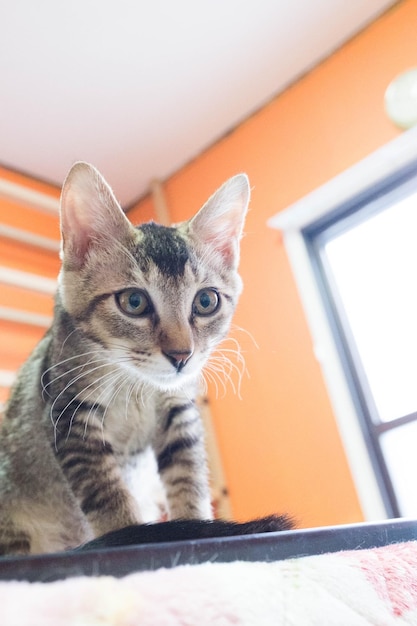 Foto retrato en primer plano de un gato en casa