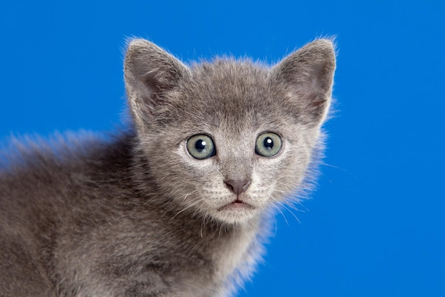 Foto retrato en primer plano de un gato contra un fondo azul