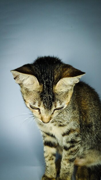 Retrato en primer plano de un gato contra la pared