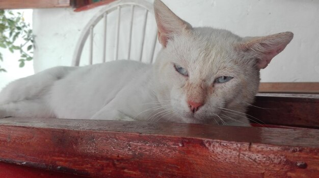 Foto retrato en primer plano del gato descansando en los muebles