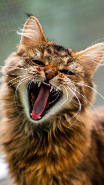 Retrato de primer plano de un gato doméstico de rayas grisesImagen para sitios de clínicas veterinarias sobre gatos para comida para gatos