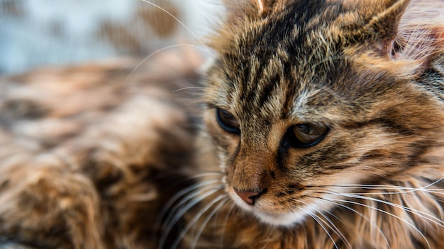 Retrato de primer plano de un gato doméstico de rayas grisesImagen para sitios de clínicas veterinarias sobre gatos para comida para gatos