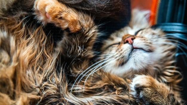 Retrato de primer plano de un gato doméstico de rayas grisesImagen para sitios de clínicas veterinarias sobre gatos para comida para gatos