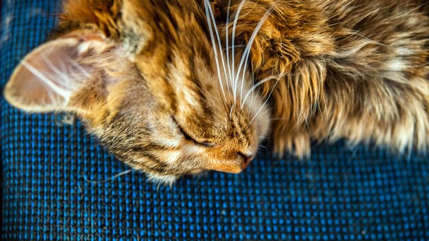 Retrato de primer plano de un gato doméstico de rayas grisesImagen para sitios de clínicas veterinarias sobre gatos para comida para gatos