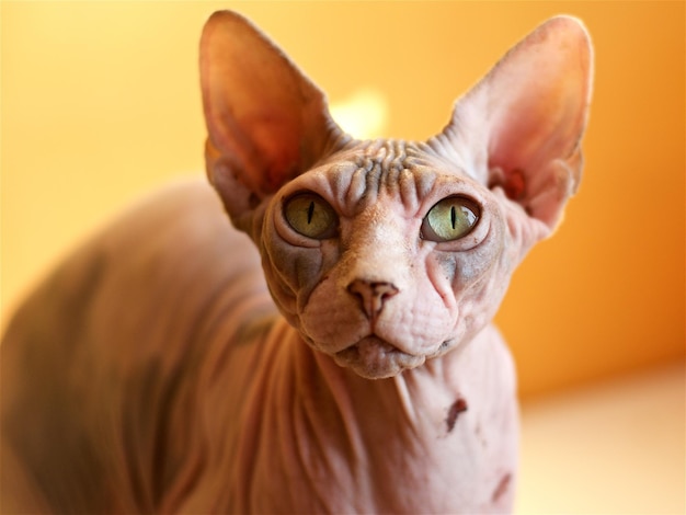 Retrato en primer plano de un gato esfinge sin pelo
