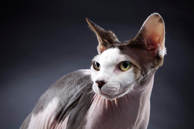 Retrato en primer plano del gato esfinge