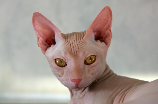 Retrato en primer plano del gato esfinge