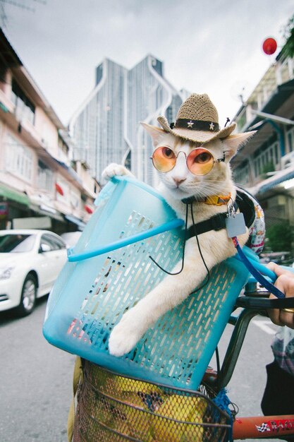 Foto retrato en primer plano de un gato con gafas de sol en una cesta de bicicleta en la carretera