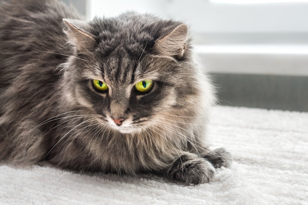 Retrato de primer plano de gato gris esponjoso con ojos amarillos