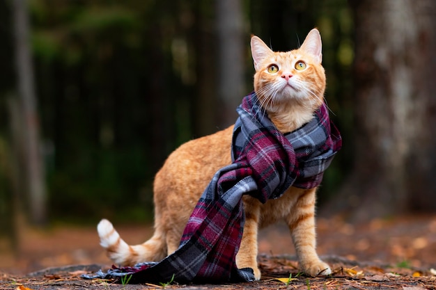 Retrato, primer plano de un gato jengibre en una bufanda, en los rayos del sol sobre un fondo de bosque. Al aire libre y al aire libre.