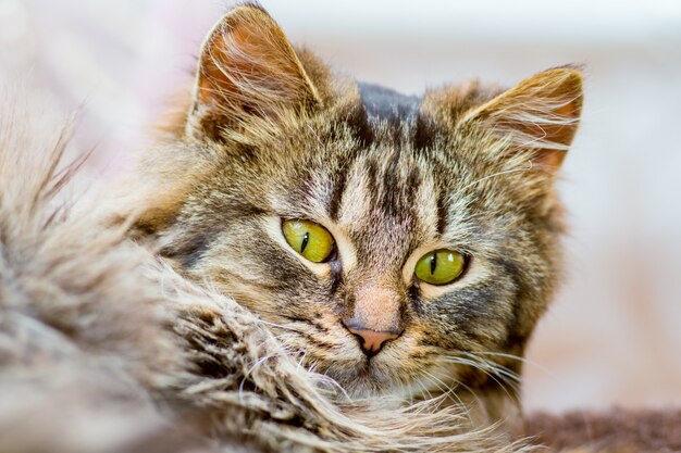 Retrato de un primer plano de un gato joven, rayado y esponjoso