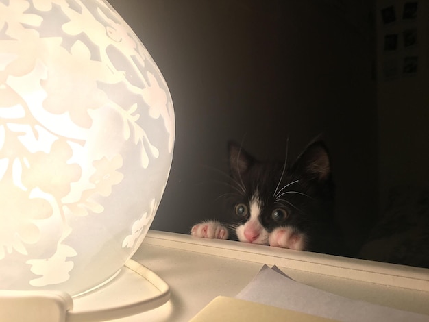 Foto retrato en primer plano de un gato con una lámpara iluminada en la mesa