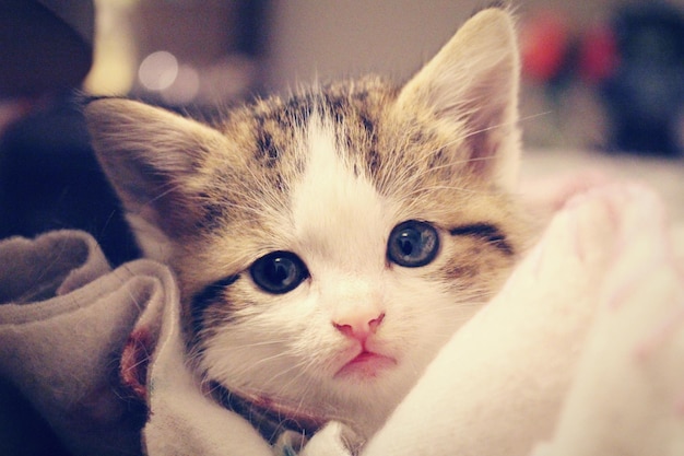 Foto retrato en primer plano del gato en la manta