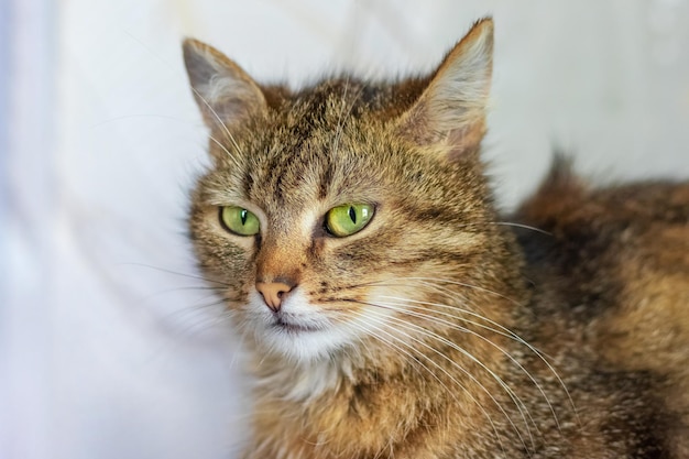 Retrato en primer plano de un gato marrón sobre un fondo claro