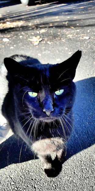 Foto retrato en primer plano de un gato negro en la calle