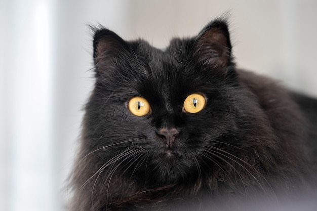 Retrato de primer plano de un gato negro con ojos amarillos descansando en casa.