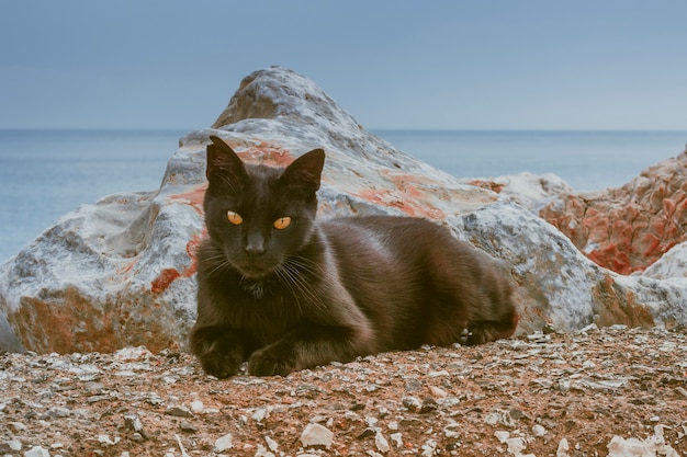 Foto retrato de primer plano de gato negro con ojos naranjas