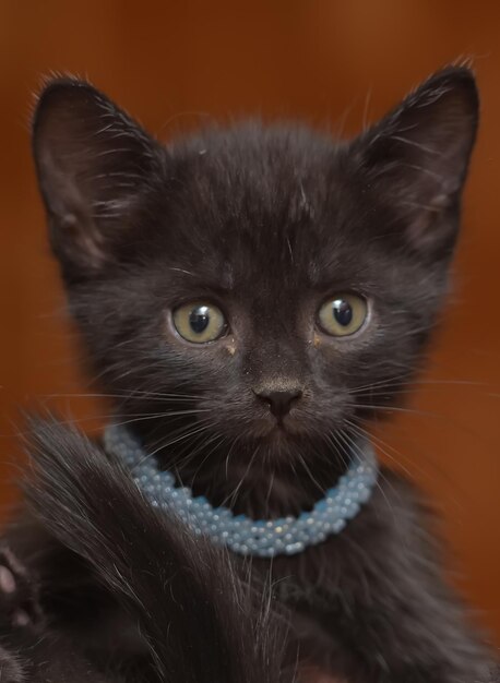 Foto retrato en primer plano de un gato negro