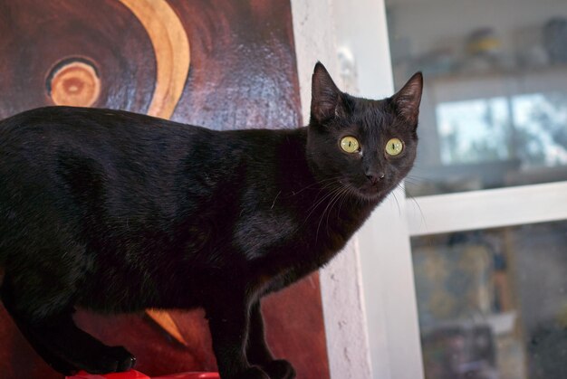 Retrato en primer plano de un gato negro