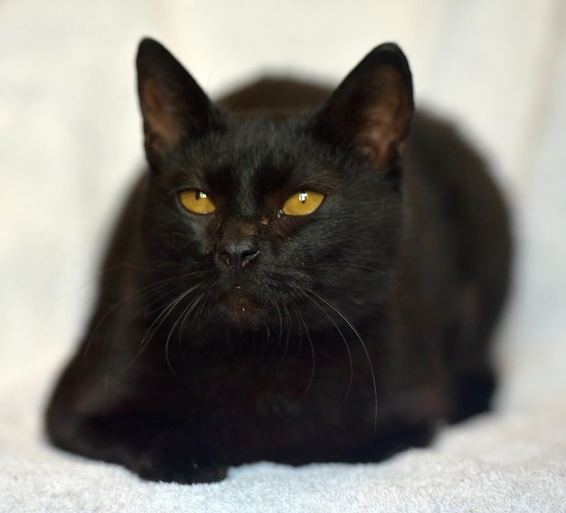 Foto retrato en primer plano de un gato negro