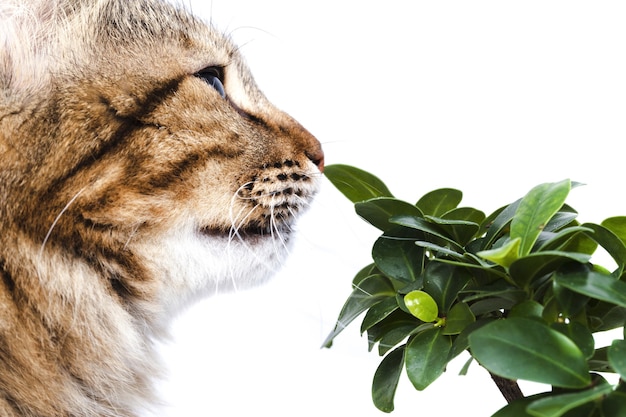 Retrato de primer plano de un gato, olfateo difuso de un árbol bonsai, foto aislada en blanco