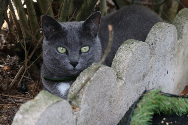 Retrato en primer plano de un gato por una planta al aire libre