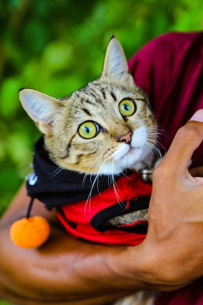 Foto retrato en primer plano de un gato que mira hacia otro lado