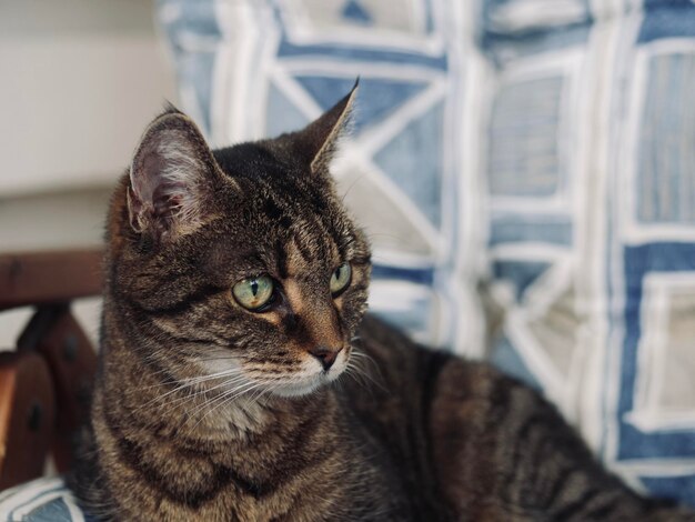 Foto retrato en primer plano de un gato que mira hacia otro lado