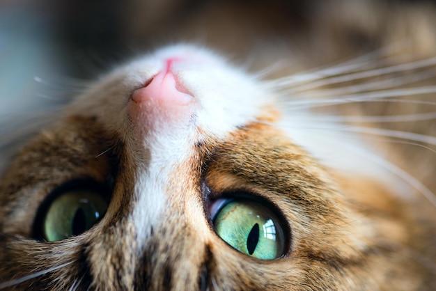 Retrato de un primer plano de gato rayado de la calle.