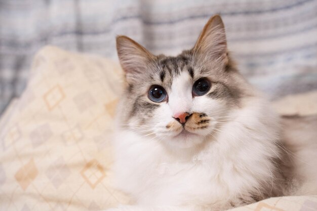 Retrato en primer plano de un gato recortado al aire libre