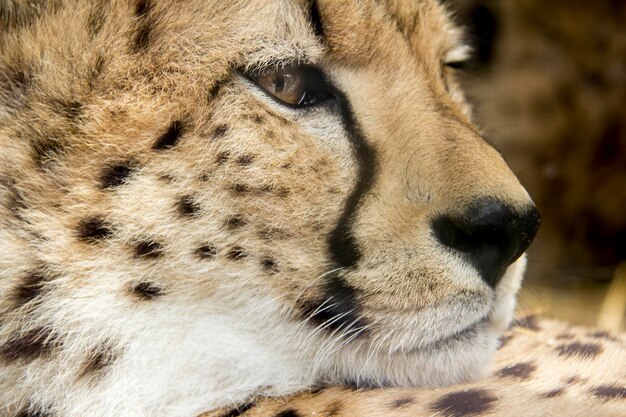 Retrato en primer plano de un gato relajándose al aire libre