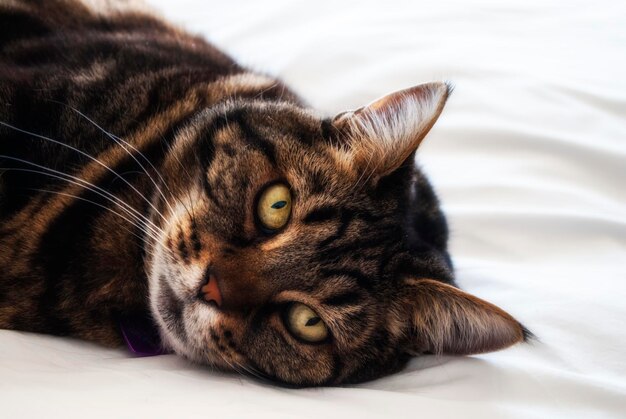 Foto retrato en primer plano de un gato relajándose en la cama