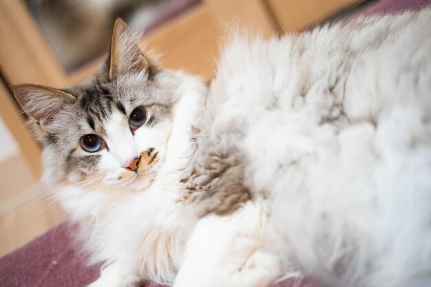 Foto retrato en primer plano de un gato relajándose en la cama