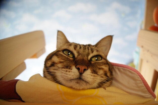 Foto retrato en primer plano de un gato relajándose en casa