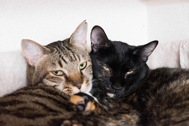 Foto retrato en primer plano de un gato relajándose en casa