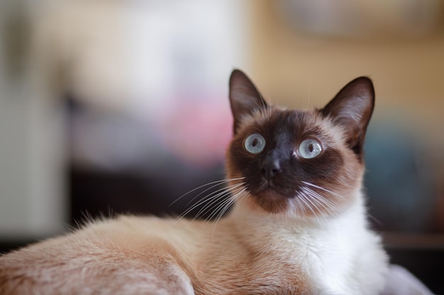 Retrato en primer plano de un gato relajándose en casa
